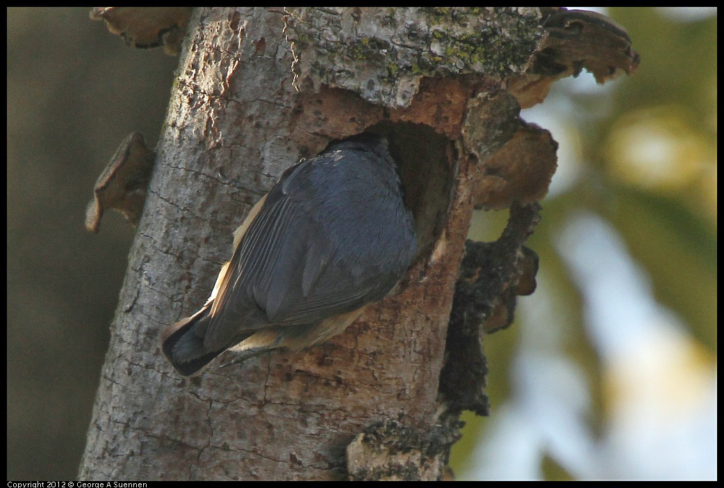 0404-075138-02.jpg - Red-breasted Nuthatch