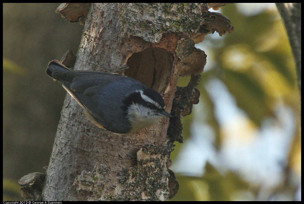 0404-075142-05.jpg - Red-breasted Nuthatch