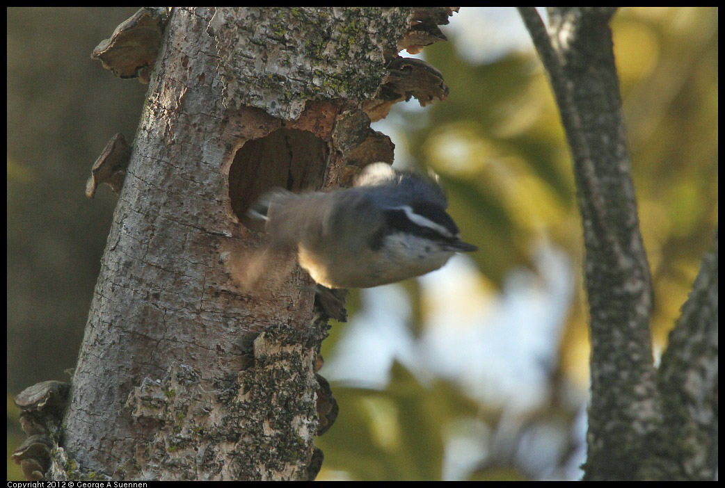 0404-075143-01.jpg - Red-breasted Nuthatch