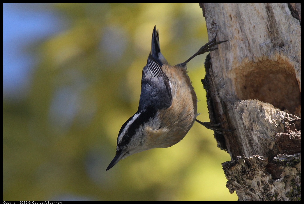 0404-142745-03.jpg - Red-breasted Nuthatch