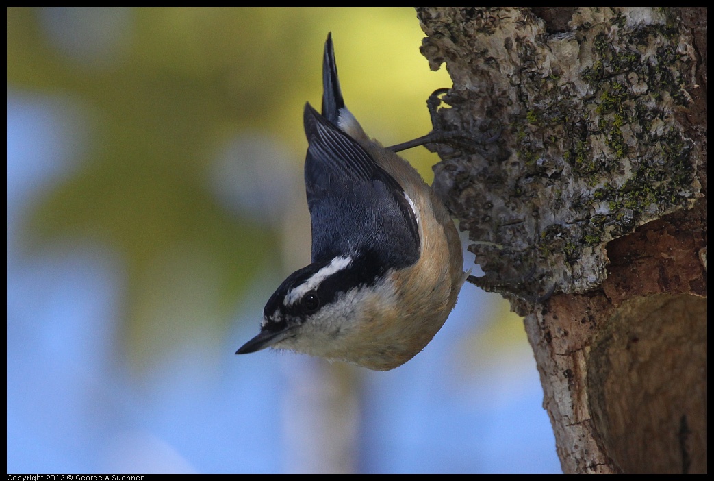 0404-142749-02.jpg - Red-breasted Nuthatch