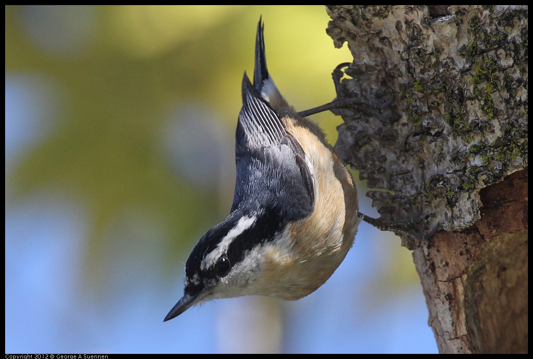 0404-142750-01.jpg - Red-breasted Nuthatch