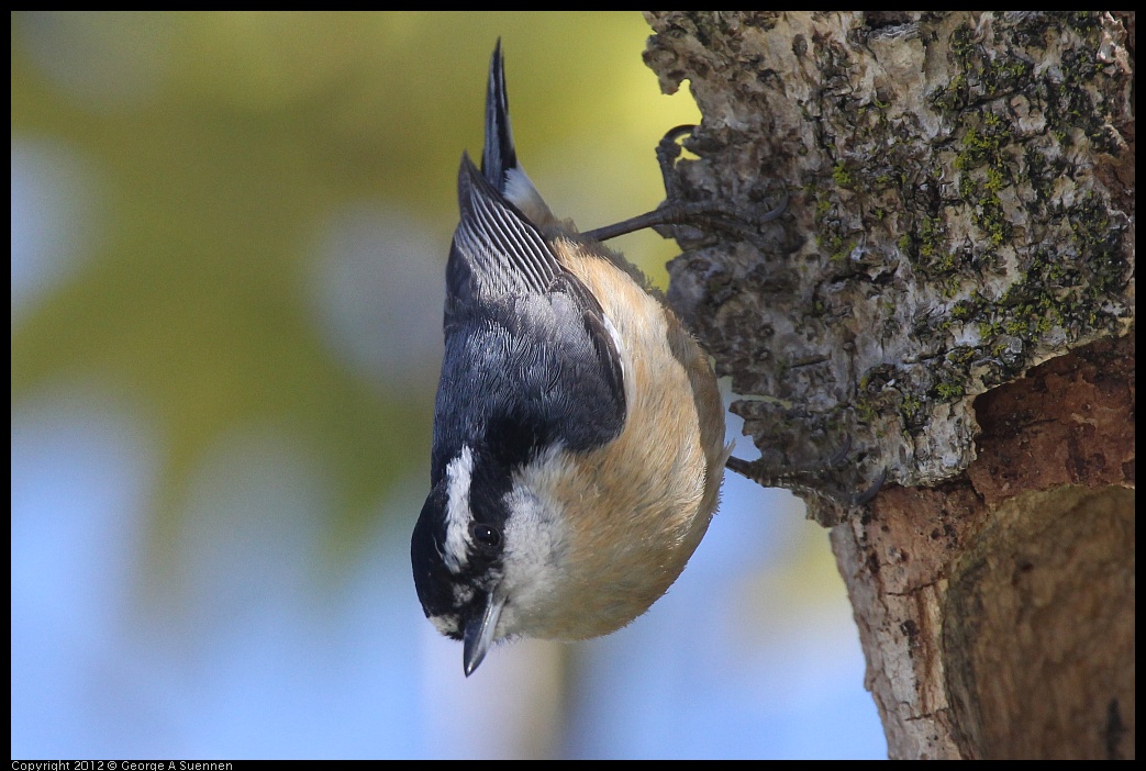 0404-142753-02.jpg - Red-breasted Nuthatch