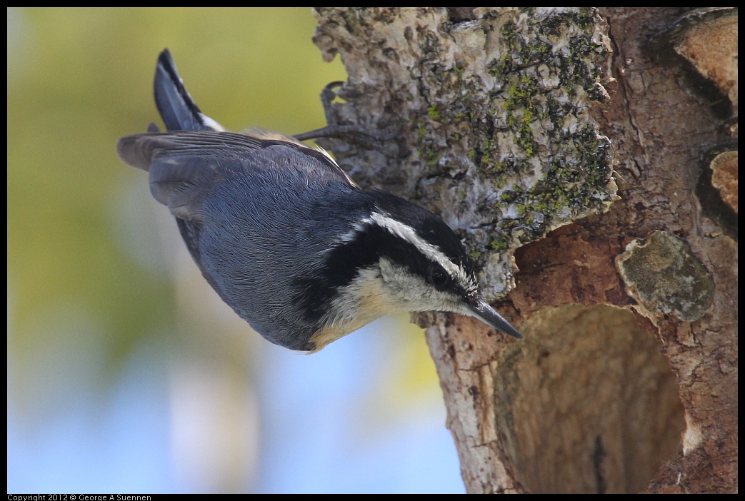 0404-142755-01.jpg - Red-breasted Nuthatch