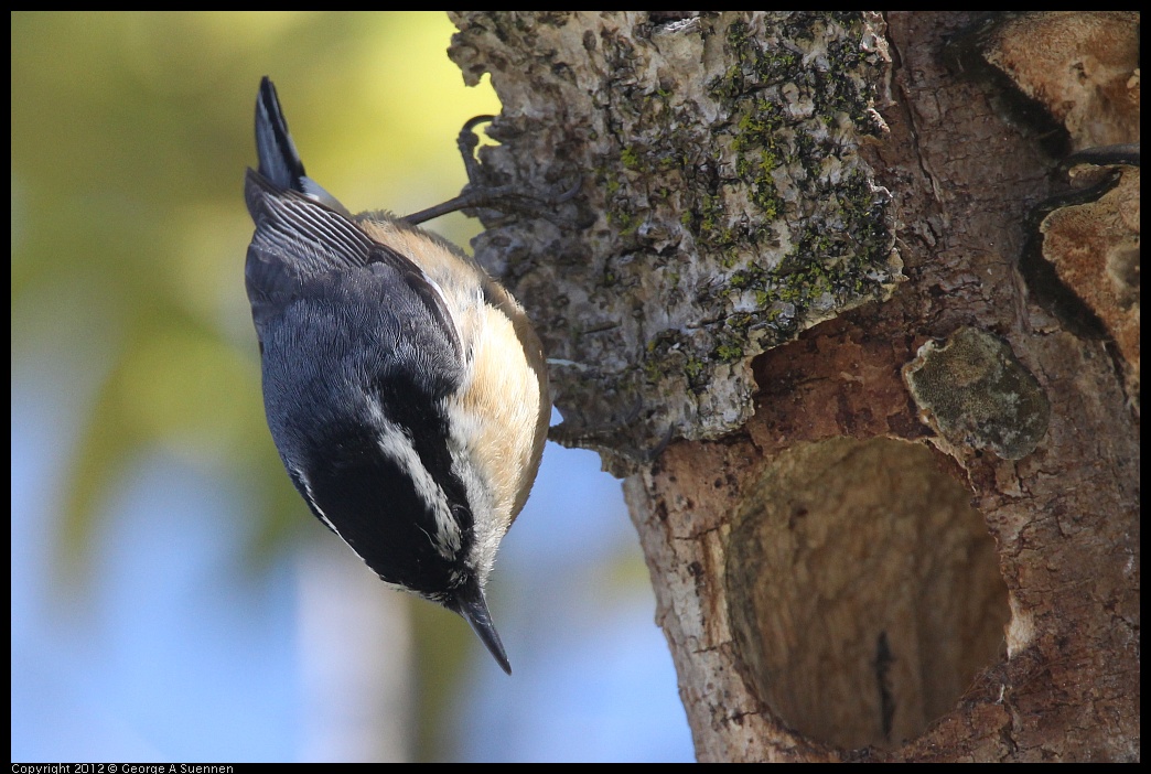 0404-142808-01.jpg - Red-breasted Nuthatch