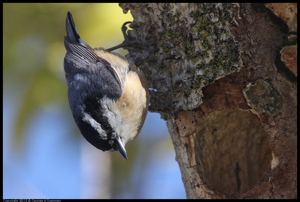 0404-142809-01.jpg - Red-breasted Nuthatch
