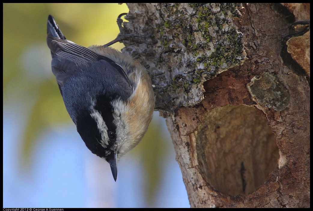 0404-142840-01.jpg - Red-breasted Nuthatch