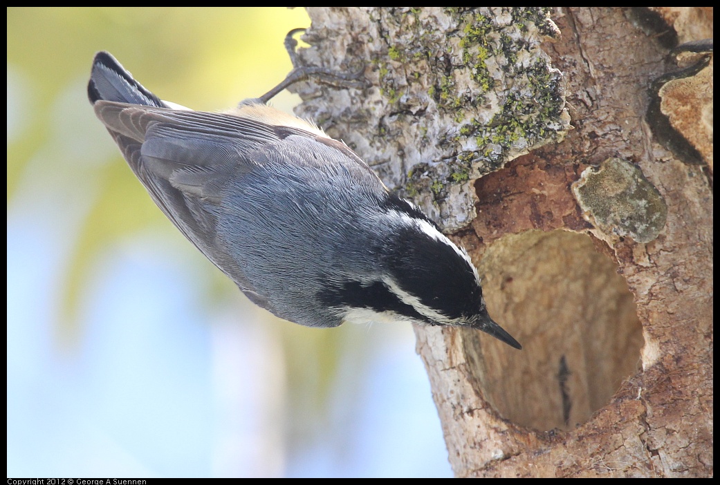 0404-142847-01.jpg - Red-breasted Nuthatch
