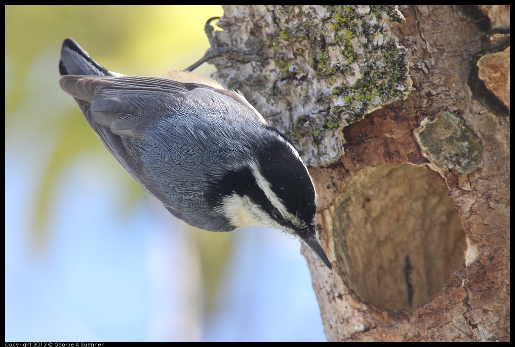0404-142848-01.jpg - Red-breasted Nuthatch