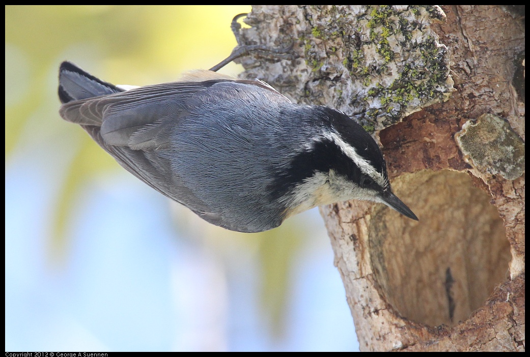 0404-142848-03.jpg - Red-breasted Nuthatch