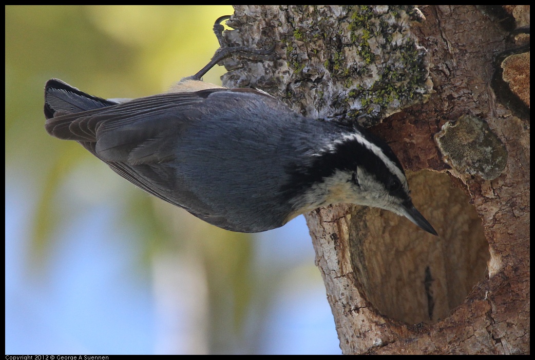 0404-142850-01.jpg - Red-breasted Nuthatch