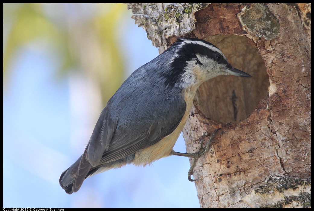 0404-142852-03.jpg - Red-breasted Nuthatch