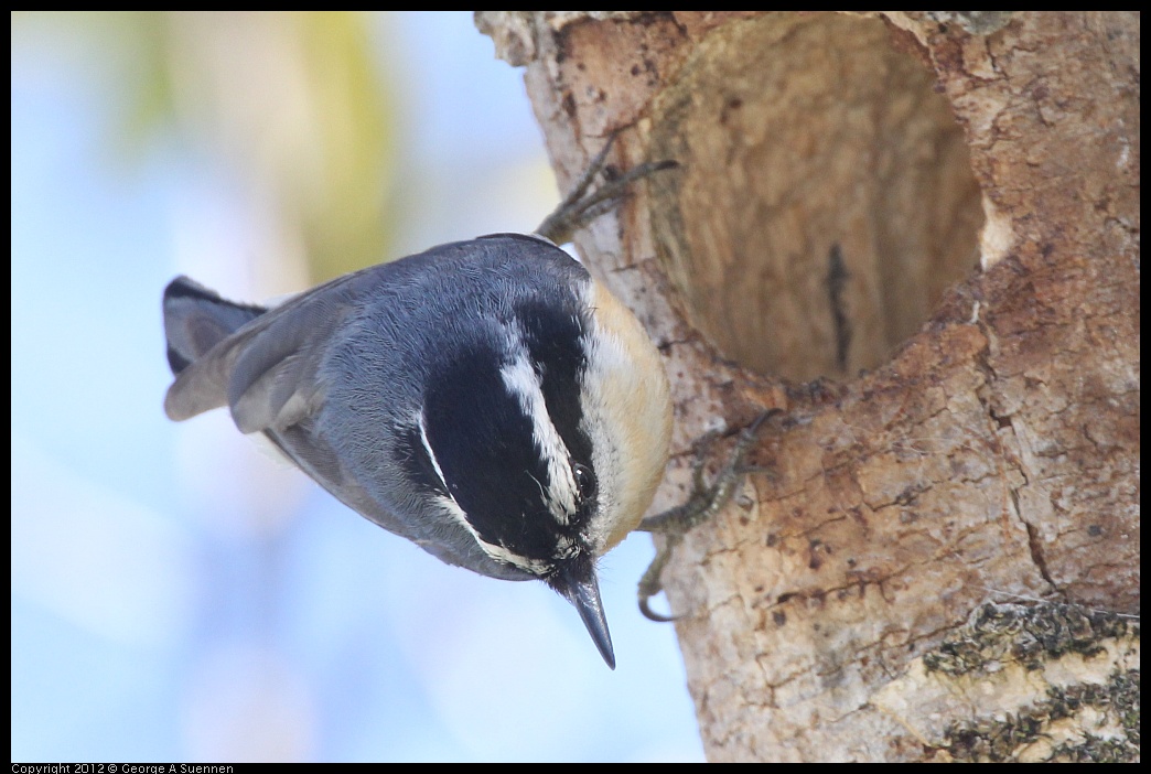 0404-142856-02.jpg - Red-breasted Nuthatch