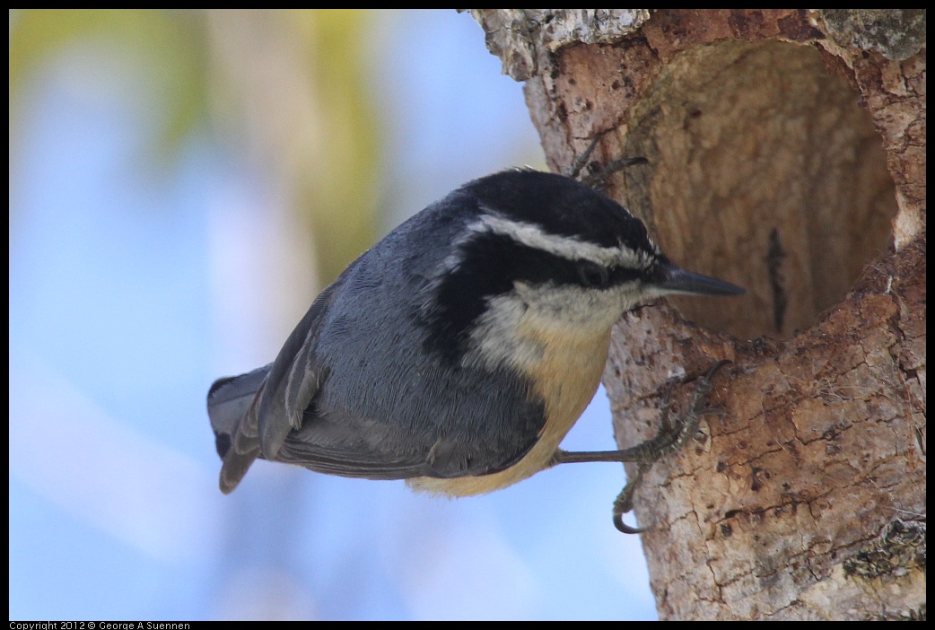 0404-142859-03.jpg - Red-breasted Nuthatch