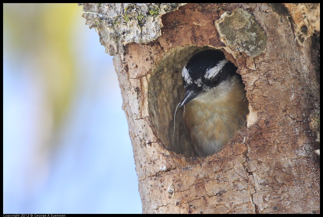 0404-142915-01.jpg - Red-breasted Nuthatch