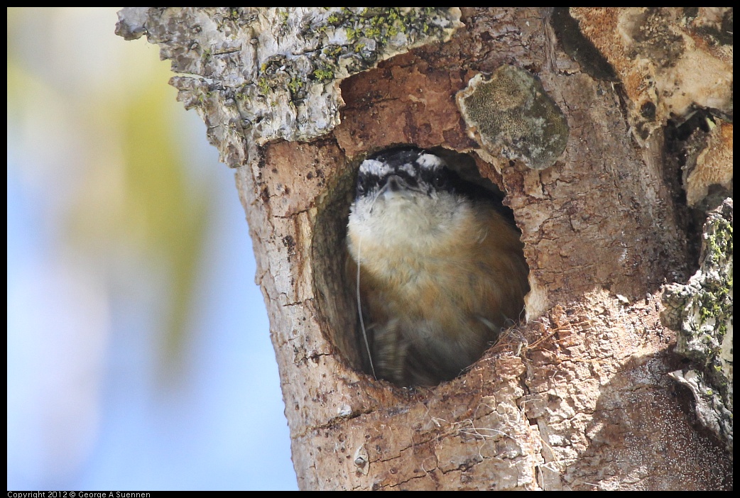 0404-142915-04.jpg - Red-breasted Nuthatch