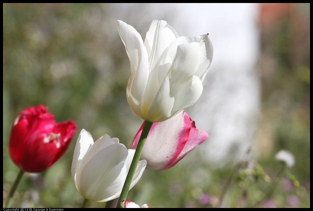 0407-113228-01.jpg - Tulips
