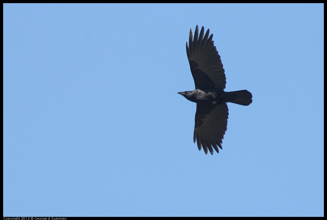 0407-114813-01.jpg - Common Raven