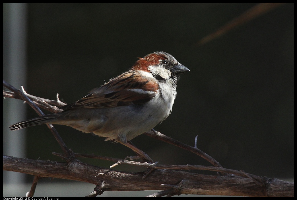 0407-115649-02.jpg - Eurasian House Sparrow