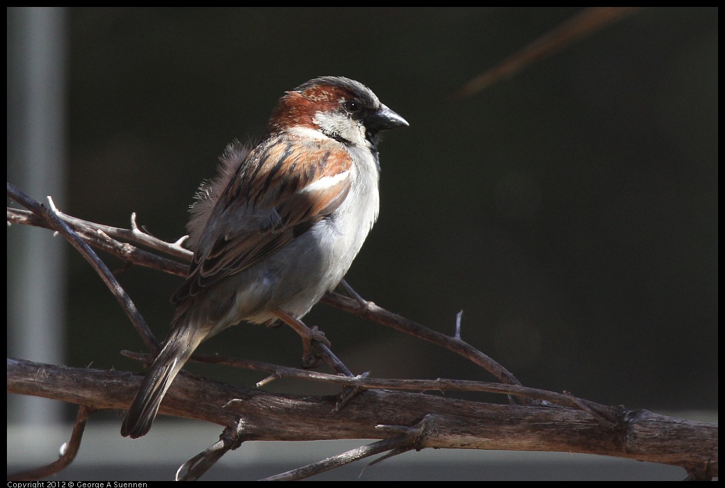 0407-115701-02.jpg - Eurasian House Sparrow