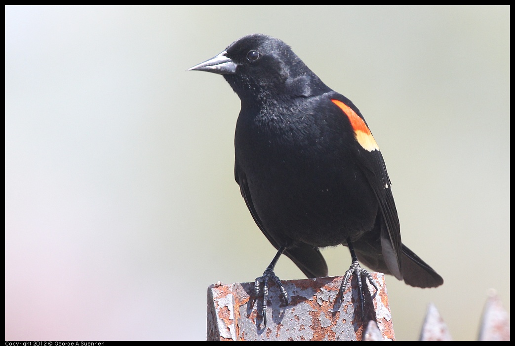 0409-095012-01.jpg - Red-winged Blackbird