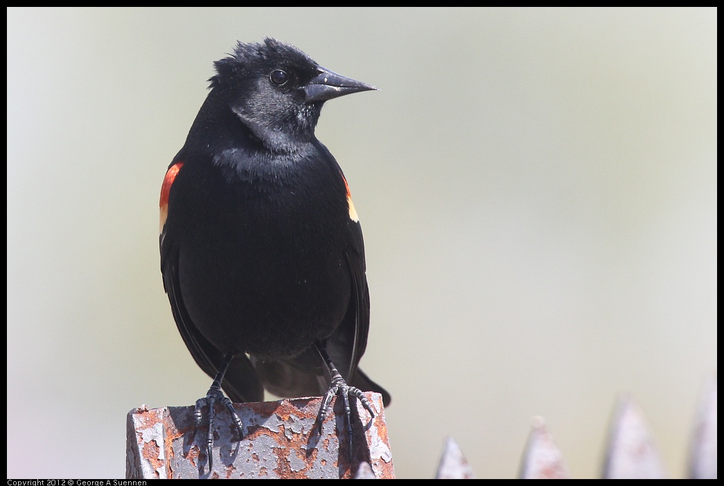 0409-095013-01.jpg - Red-winged Blackbird