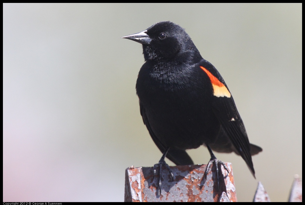 0409-095018-03.jpg - Red-winged Blackbird