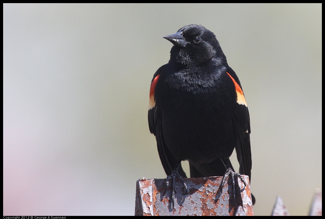 0409-095021-02.jpg - Red-winged Blackbird