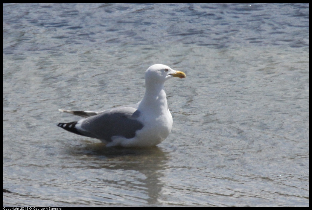 0409-095120-01.jpg - Herring Gull (Id purposes only)