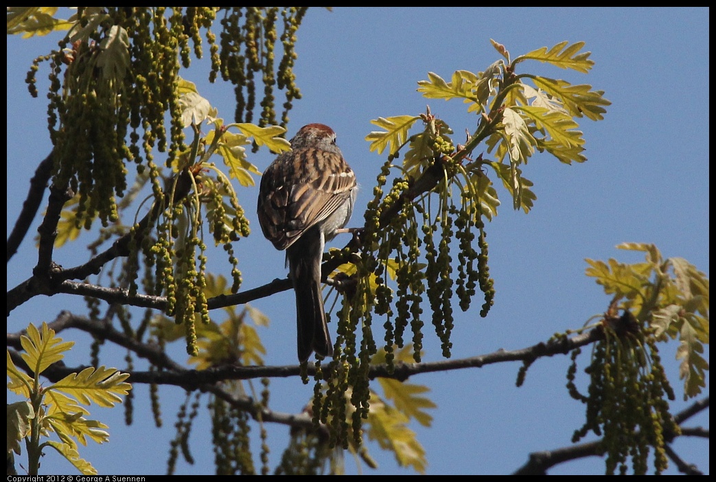 0409-100141-02.jpg - Chipping Sparrow