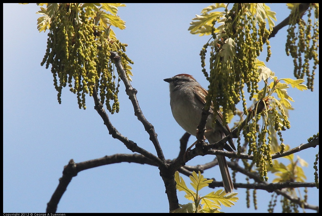 0409-100147-02.jpg - Chipping Sparrow