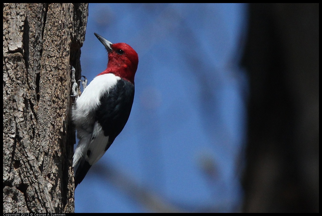 0409-084635-01.jpg - Red-Headed Woodpecker