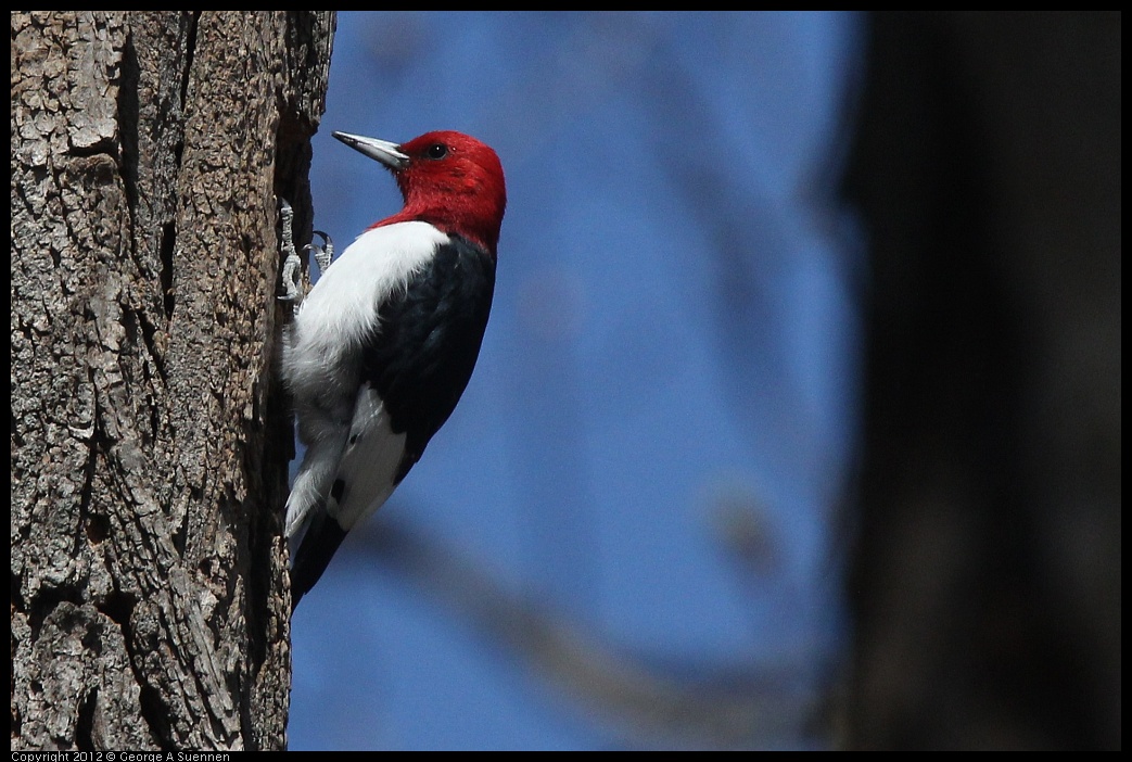 0409-084639-01.jpg - Red-Headed Woodpecker