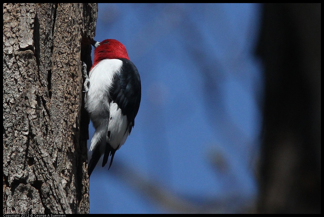 0409-084702-01.jpg - Red-Headed Woodpecker