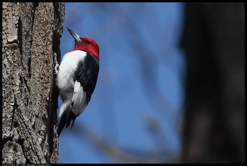 0409-084703-01.jpg - Red-Headed Woodpecker