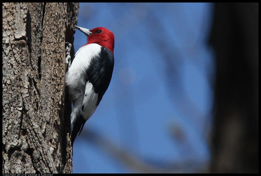 0409-084705-02.jpg - Red-Headed Woodpecker