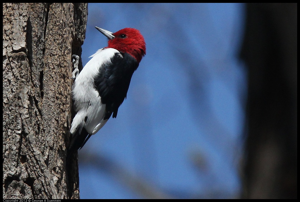 0409-084708-03.jpg - Red-Headed Woodpecker