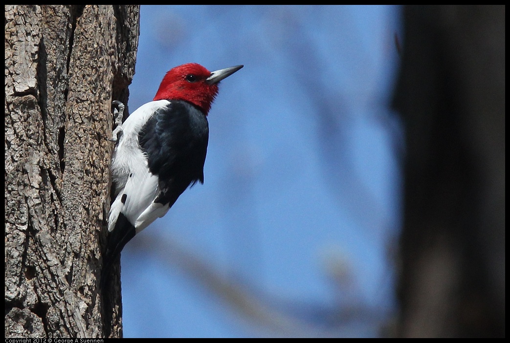 0409-084713-02.jpg - Red-Headed Woodpecker
