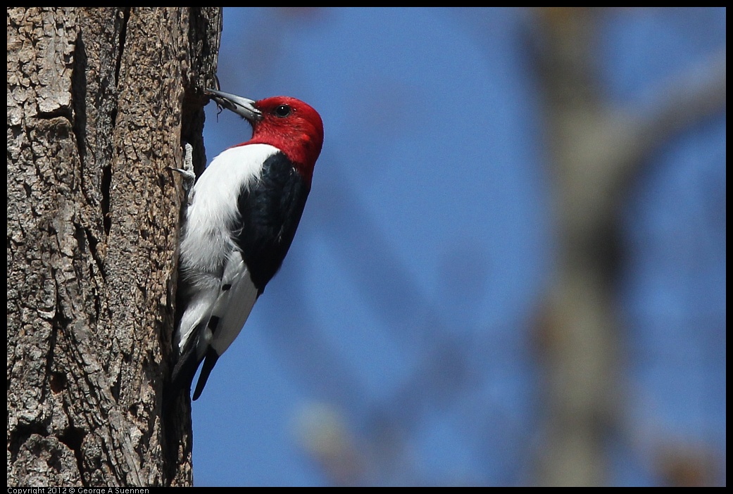 0409-084735-01.jpg - Red-Headed Woodpecker