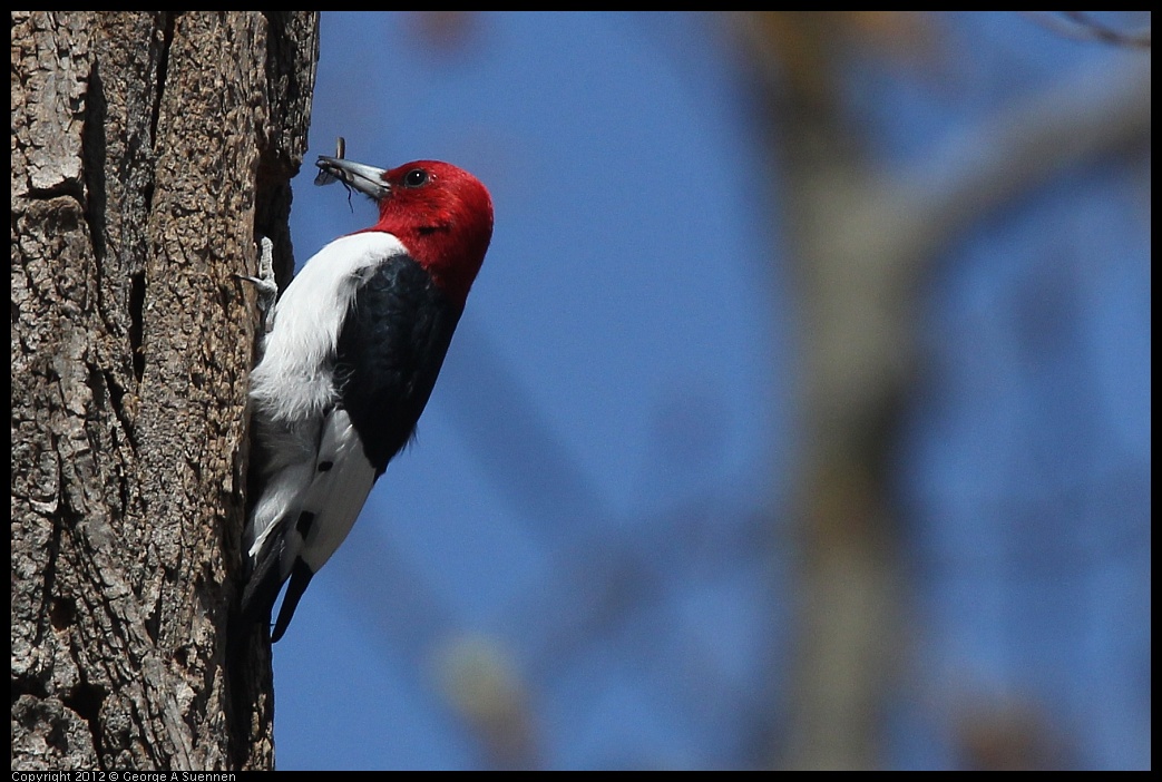 0409-084736-03.jpg - Red-Headed Woodpecker