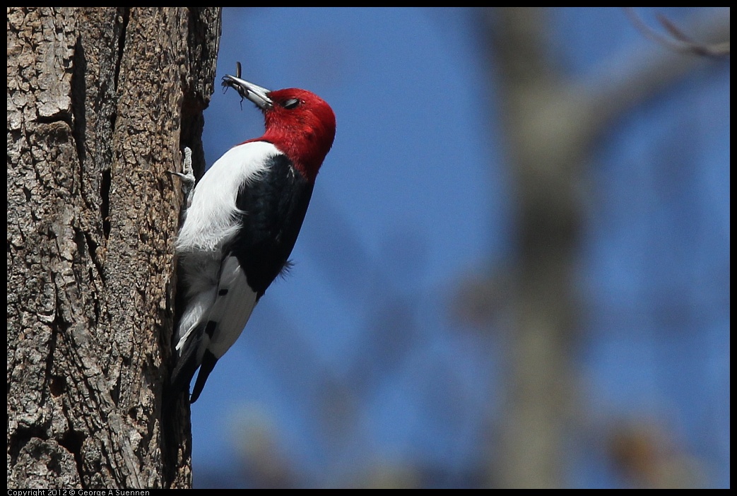 0409-084739-02.jpg - Red-Headed Woodpecker