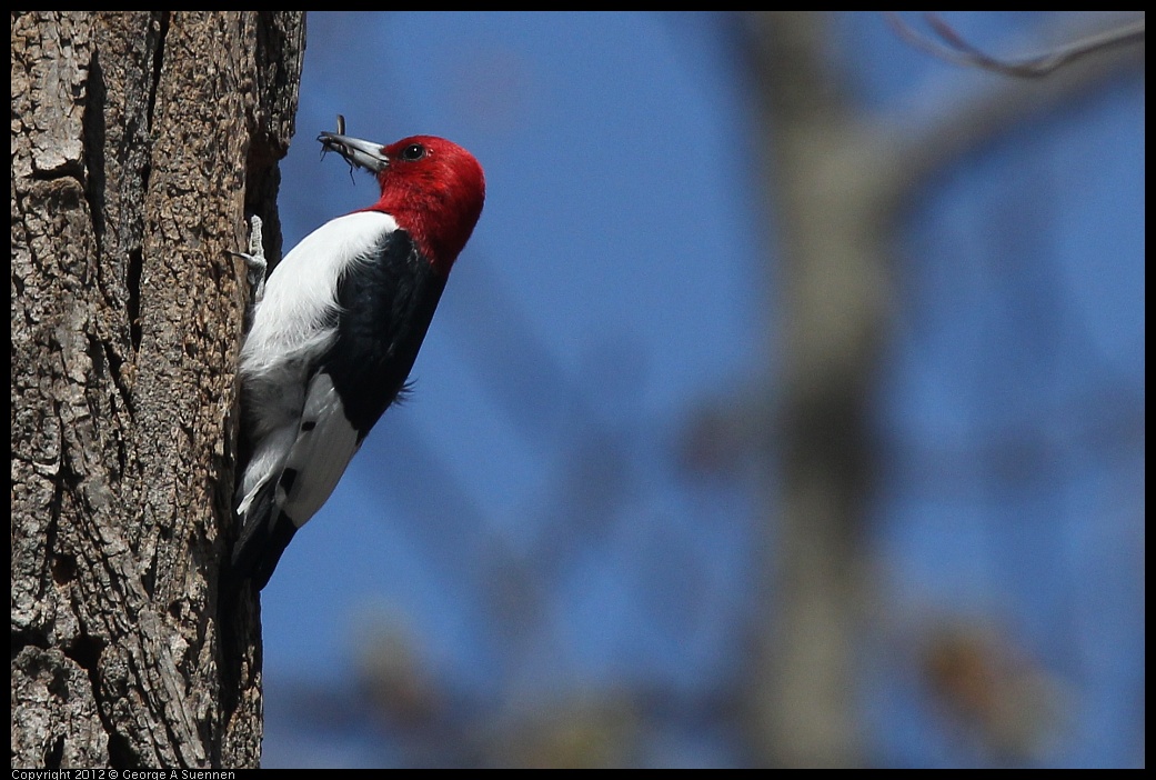 0409-084741-04.jpg - Red-Headed Woodpecker