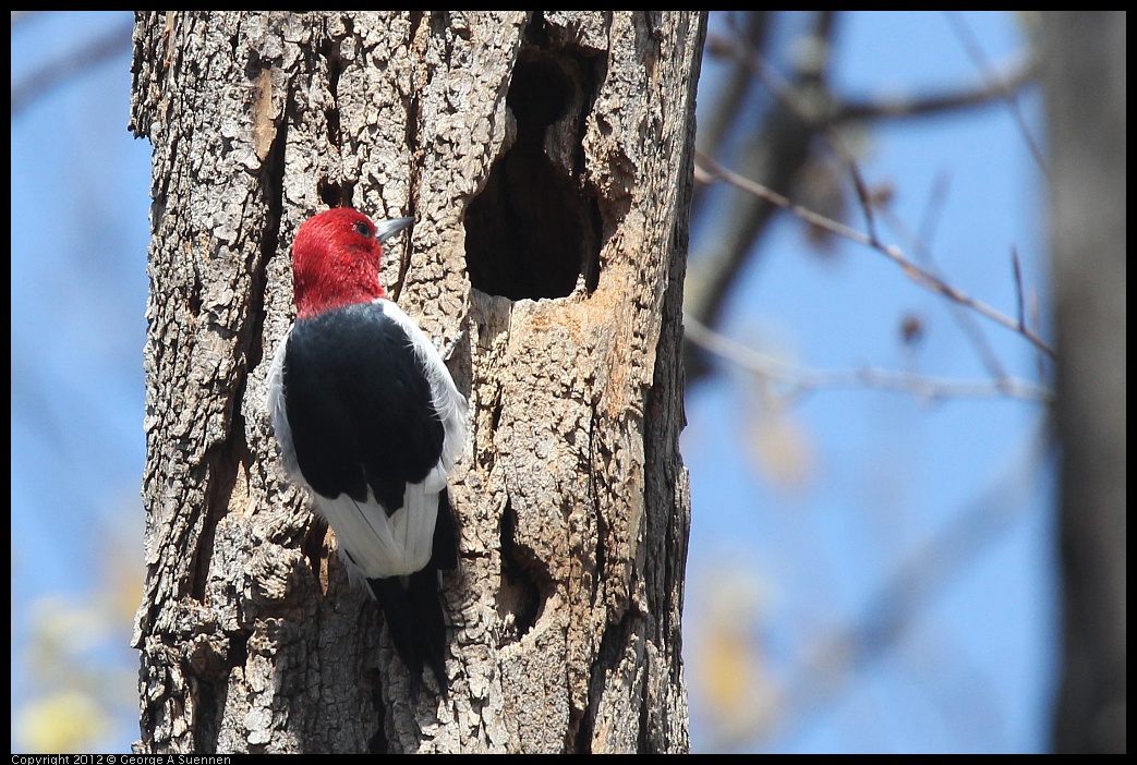 0409-084922-01.jpg - Red-Headed Woodpecker