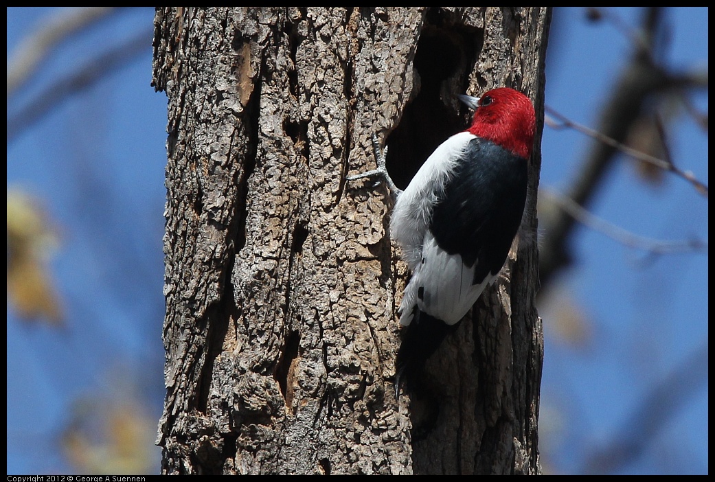 0409-084925-02.jpg - Red-Headed Woodpecker