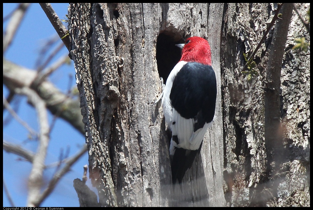 0409-084945-01.jpg - Red-Headed Woodpecker