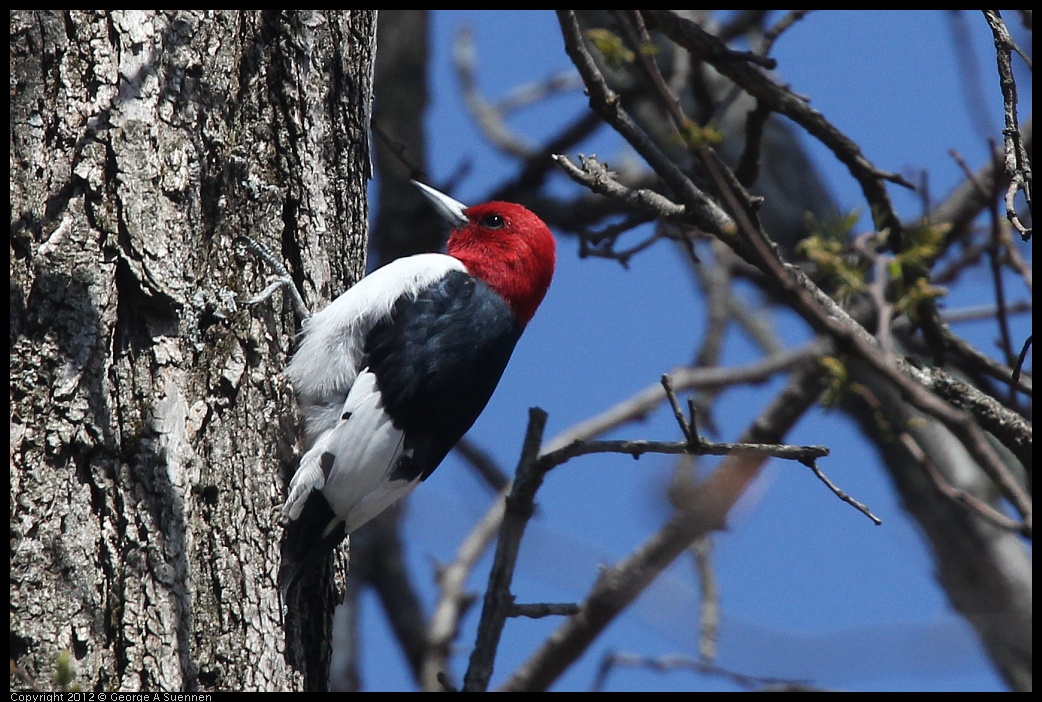 0409-085045-01.jpg - Red-Headed Woodpecker