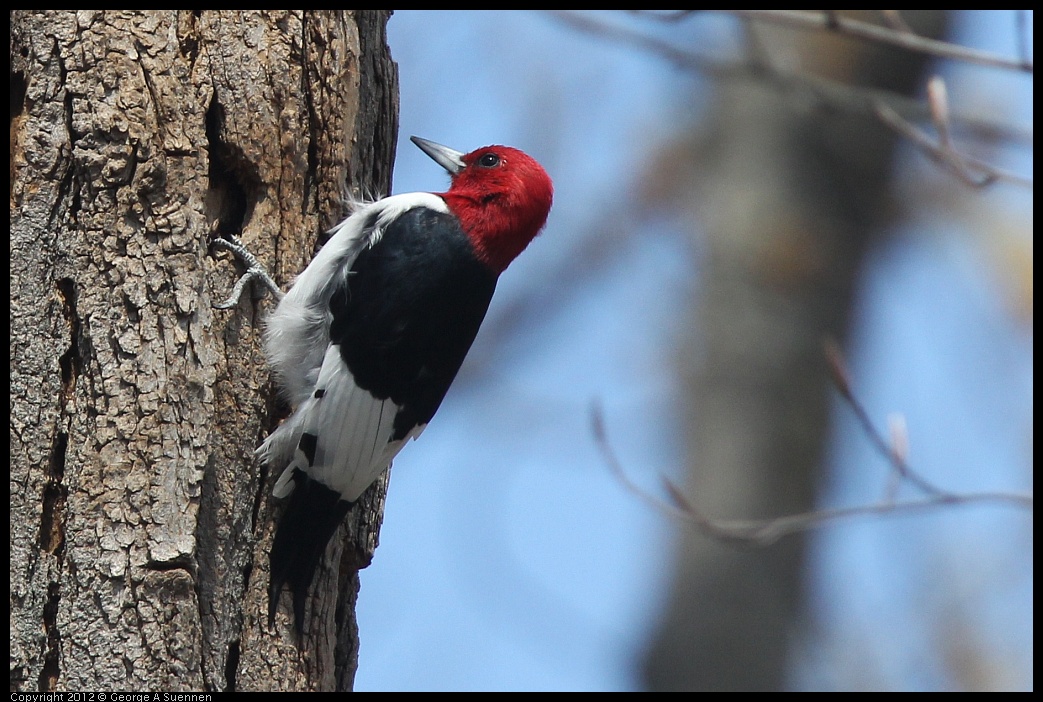 0409-085332-01.jpg - Red-Headed Woodpecker