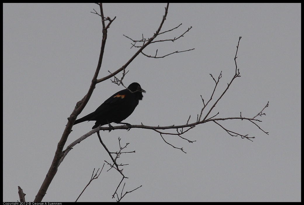 0410-072247-01.jpg - Red-winged Blackbird