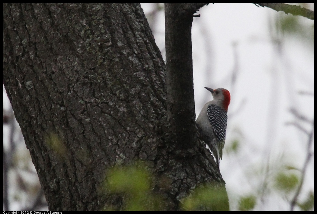 0410-072818-01.jpg - Red-breasted Woodpecker
