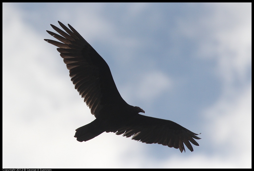 0410-080157-01.jpg - Turkey Vulture